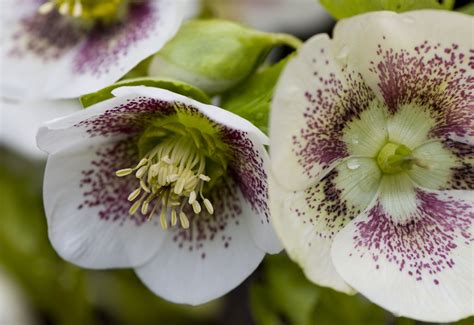 early blooming flowers perennials.